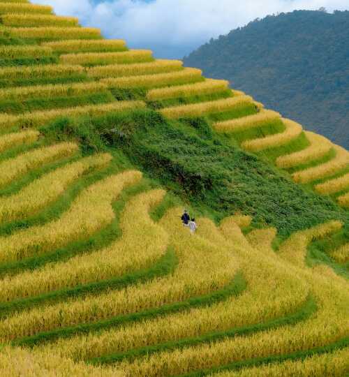 rice-field-04